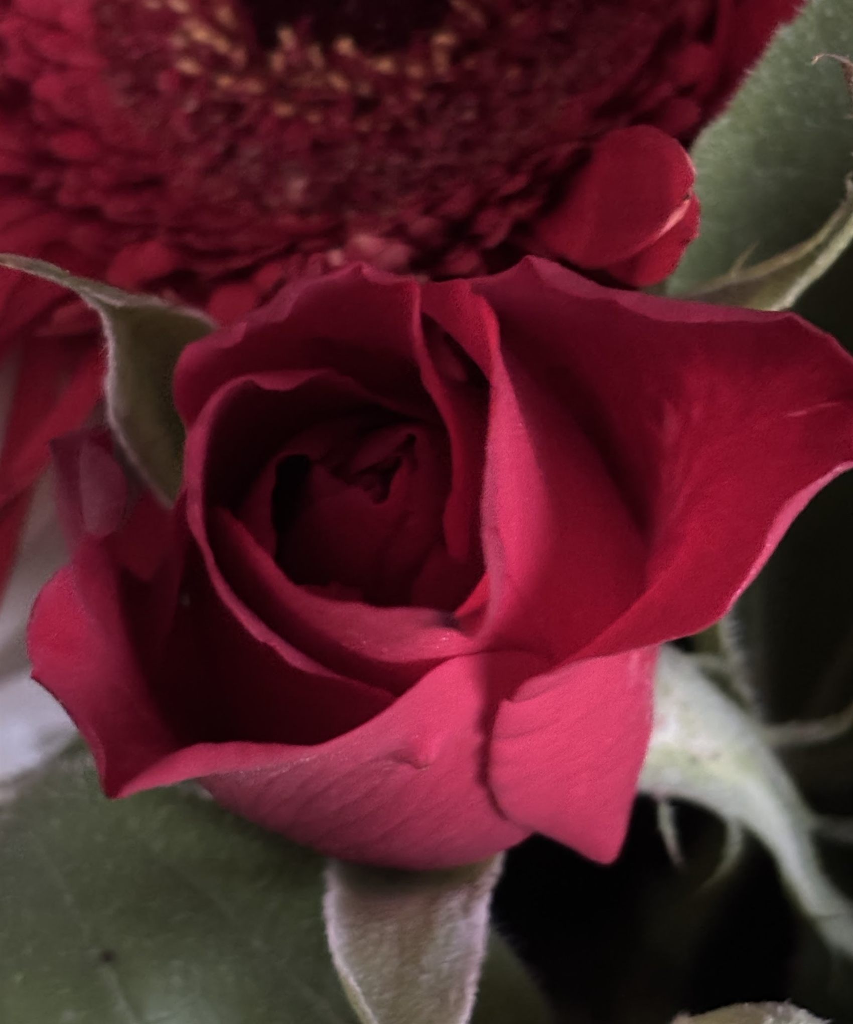 Capullo de rosa carmín de un ramo de Las Hortensias